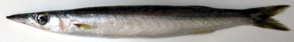 Sphyraena  sphyraena_02.jpg